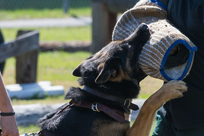 Close-up of dog outdoors