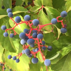 Close-up of berries growing on tree