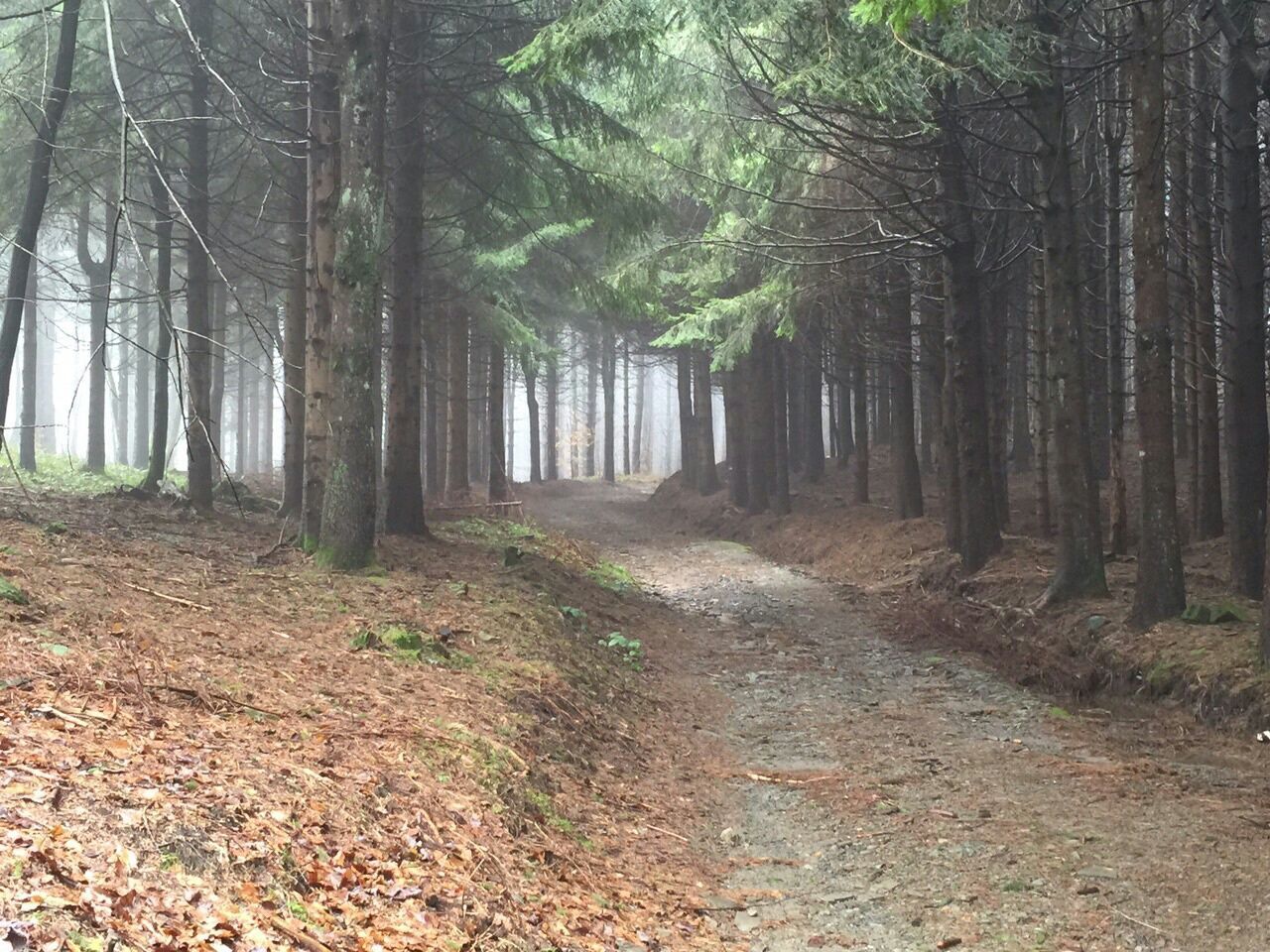 tree, forest, tree trunk, woodland, tranquility, the way forward, tranquil scene, nature, growth, landscape, beauty in nature, dirt road, non-urban scene, scenics, day, diminishing perspective, outdoors, woods, vanishing point, footpath