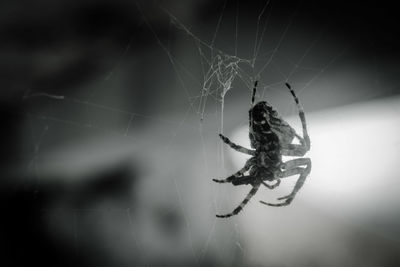 Close-up of spider on web