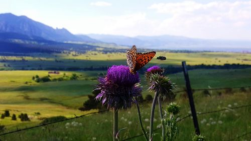 Scenic view of field against sky