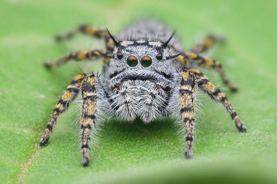 Close-up of spider