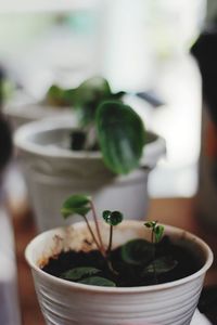 Close-up of potted plant in bowl