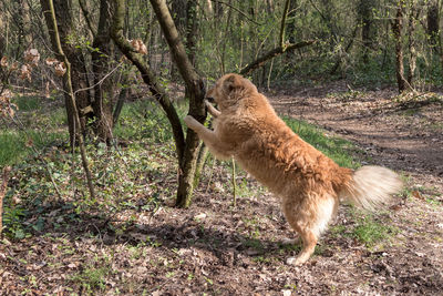 View of an animal on field