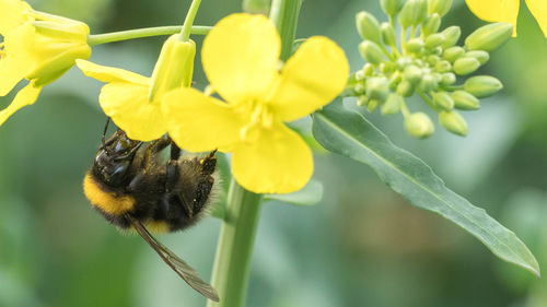 Close-up of honey bee on yellow flower