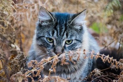 Close-up portrait of cat