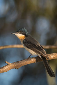 Close-up of bird perching on branch