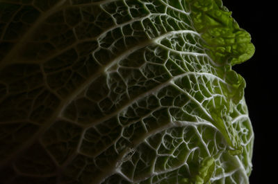 Full frame shot of leaf against black background