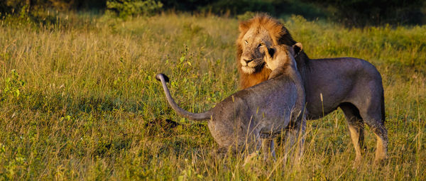 Lioness running on field