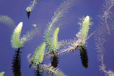 Plants in a pond on the main island of väderöarna