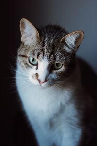 Close-up portrait of a cat over black background