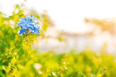 Close-up of blue flowering plant on field