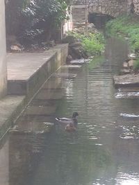 Ducks swimming in lake