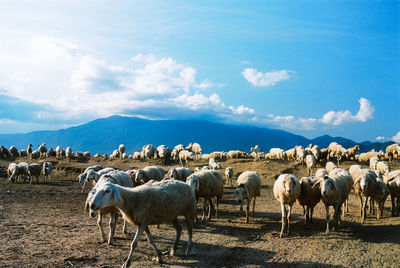 Horses on field against sky