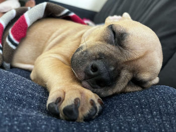 Close-up of dog lying on bed
