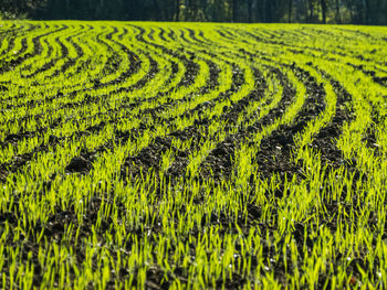 Scenic view of grassy field