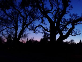 Silhouette trees against sky