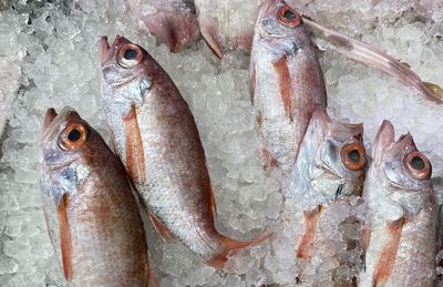 High angle view of fish for sale in market