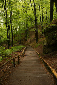 Footpath amidst trees in forest