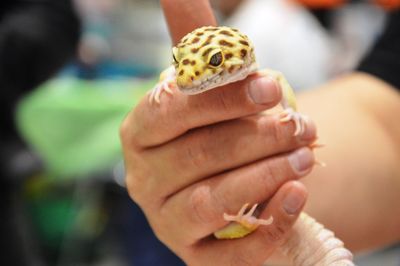 Close-up of hand