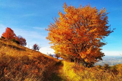 Autumn tree on landscape against sky