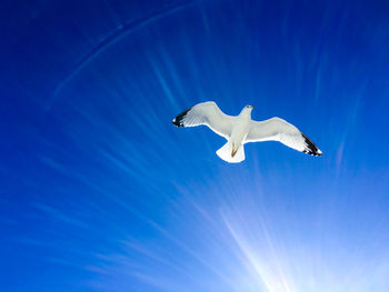 Directly below shot of seagull against blue sky on sunny day