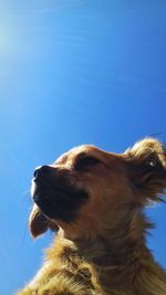 Close-up of dog against blue sky