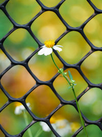 Full frame shot of chainlink fence