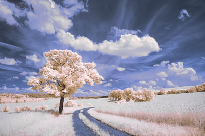 Road amidst trees on field against sky