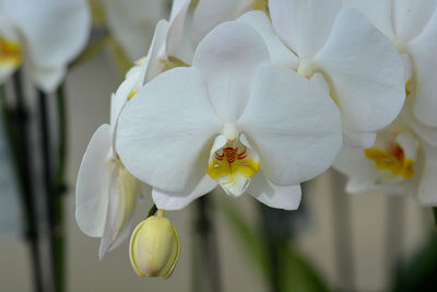 Close-up of white flowering plant