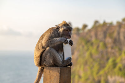 Monkey sitting on wood against sky