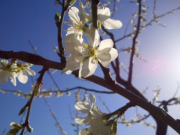 Low angle view of cherry blossom tree