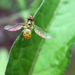 Close-up of butterfly perching on leaf