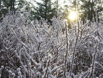 Trees and plants during winter