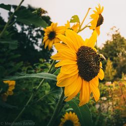 Close-up of sunflower