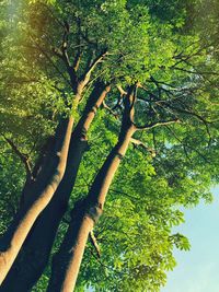 Low angle view of tree in forest