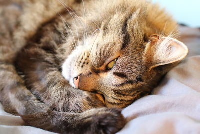 Close-up of cat sleeping