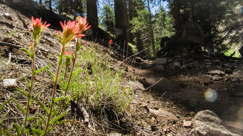 Cactus plants against trees