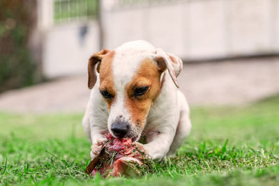 Close-up portrait of dog on field