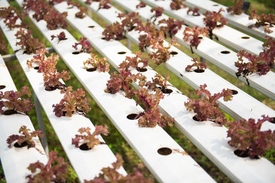 High angle view of cherry tree in row