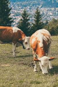 Cows in a field