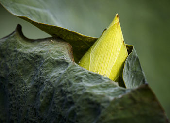 Close-up of yellow leaves