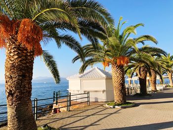 Palm trees by sea against clear sky