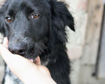 Close-up of a dog