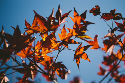 Low angle view of maple tree against sky