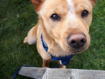 Close-up portrait of dog on field