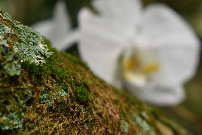 Close up of flower