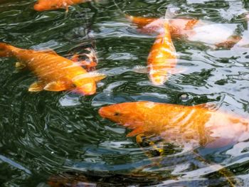 High angle view of koi carps swimming in pond