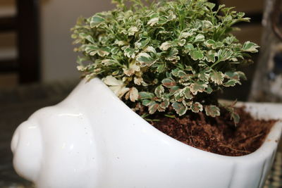 Close-up of potted plant