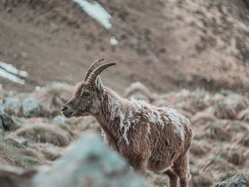 Ibex in a field